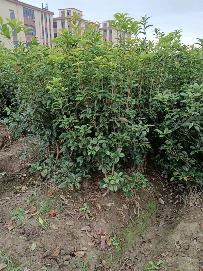 【四季桂】浙江绿化苗基地/货源充足/规格多样/量大丛优