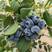 云南新鲜蓝莓，L25,F6,L11,优瑞卡，大量上市，