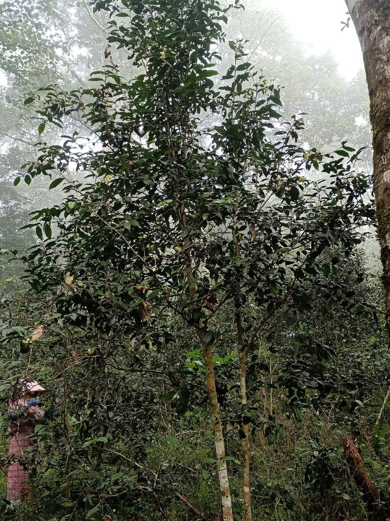 古树茶云南易武贡茶香甜润滑晒红茶，茶农批发