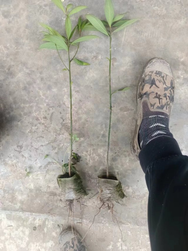 桢楠（金丝楠）苗，优良品种，优质苗木