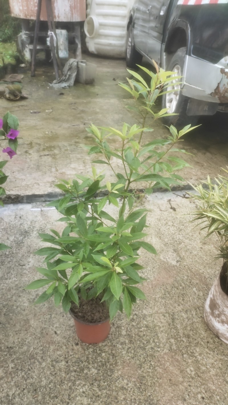 桢楠（金丝楠）苗，优良品种，优质苗木