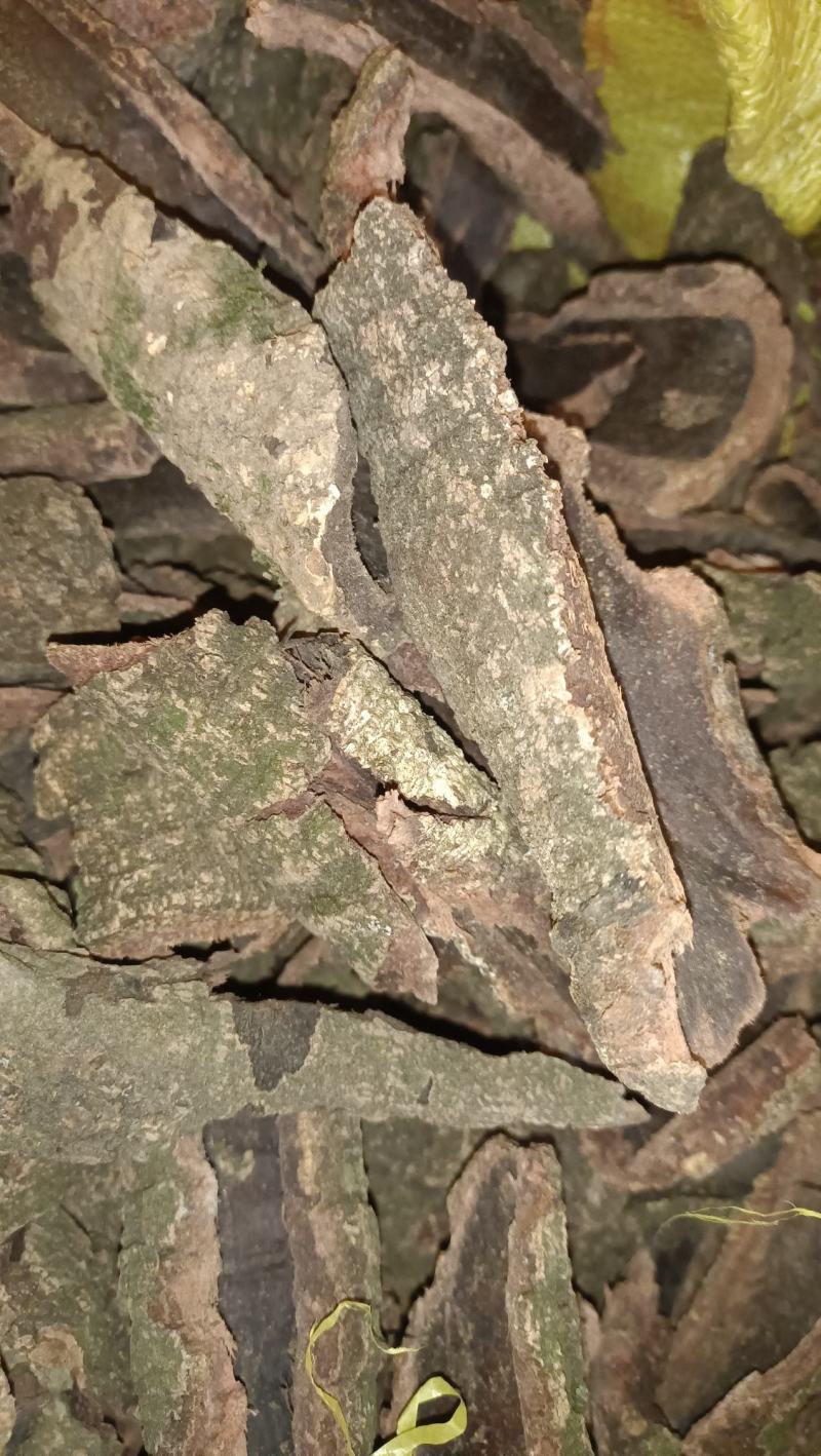 包邮野生山杨梅树皮，需要鲜货，现采现发，干货可以提前预定