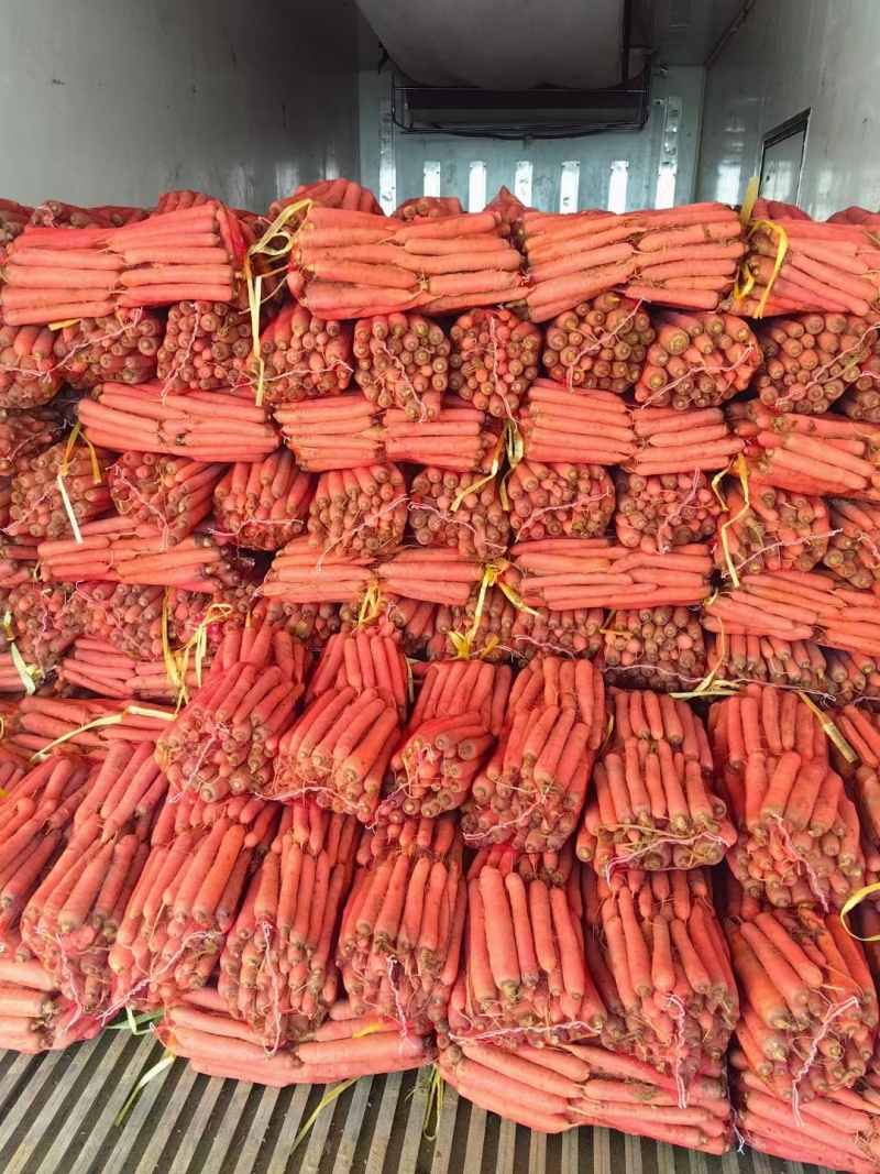 (实力供货)陕西大荔红萝卜，持续大量供应，需要联系
