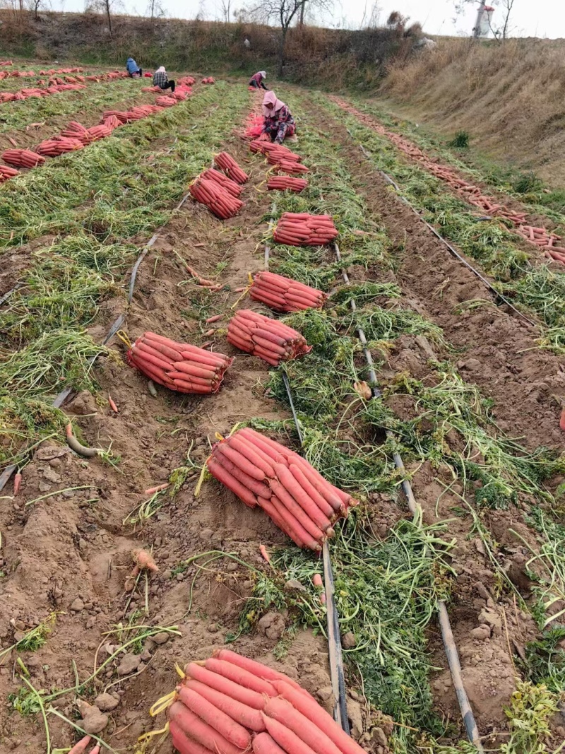 (实力供货)陕西大荔红萝卜，持续大量供应，需要联系