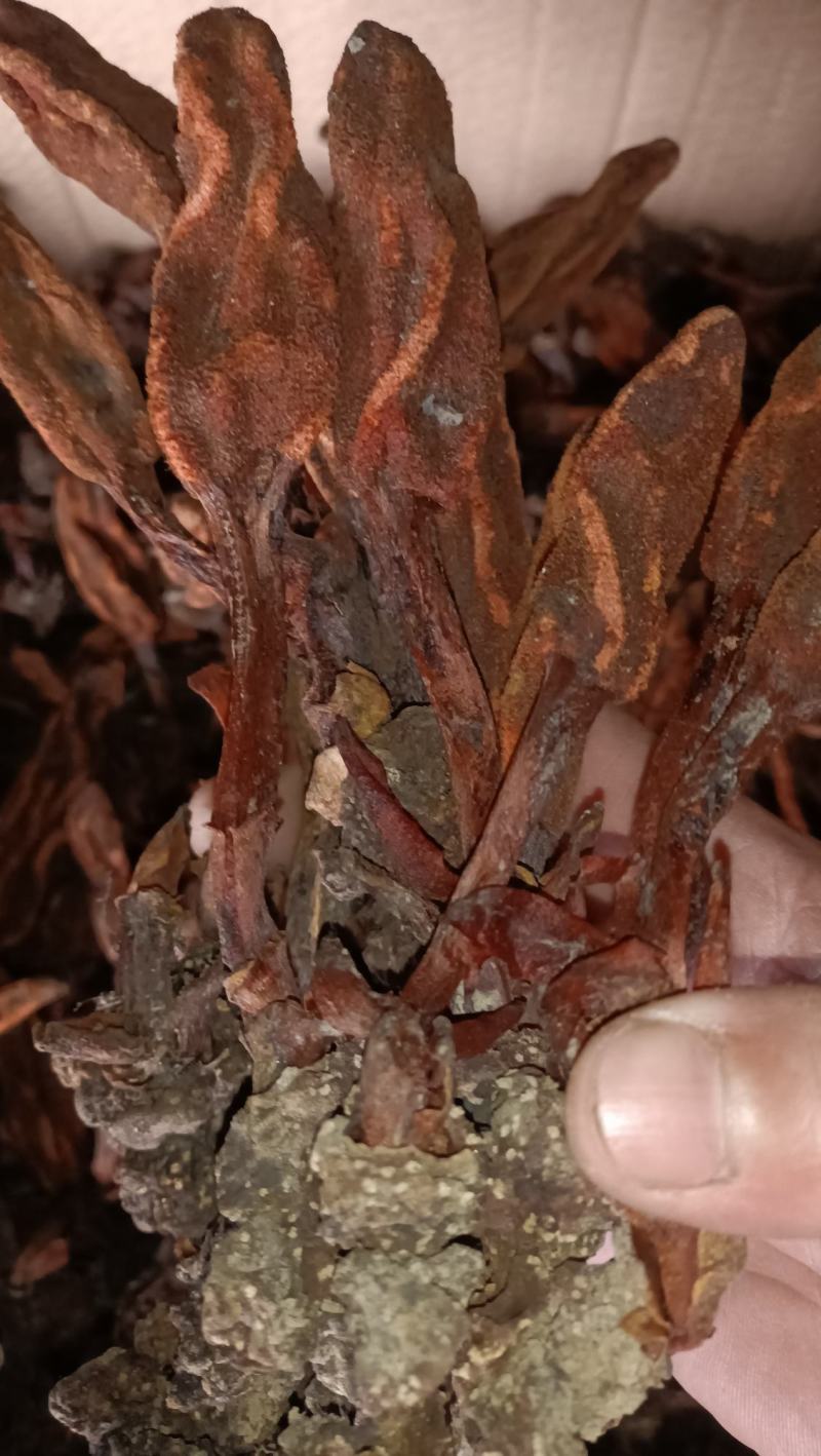 包邮回春草干货，质量好，欢迎新老客户前来选购