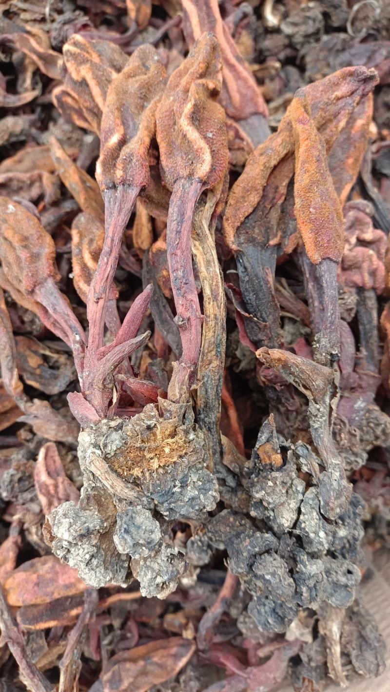 包邮回春草干货，质量好，欢迎新老客户前来选购