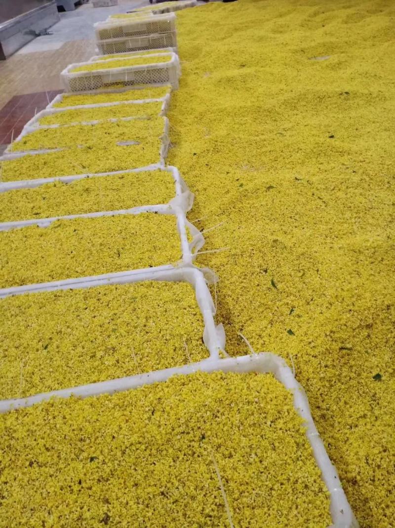 【包邮】精品6A桂花干桂花批发好价厂里直销浓香型桂花批发