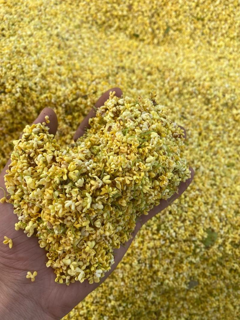 【包邮】精品6A桂花干桂花批发好价厂里直销浓香型桂花批发