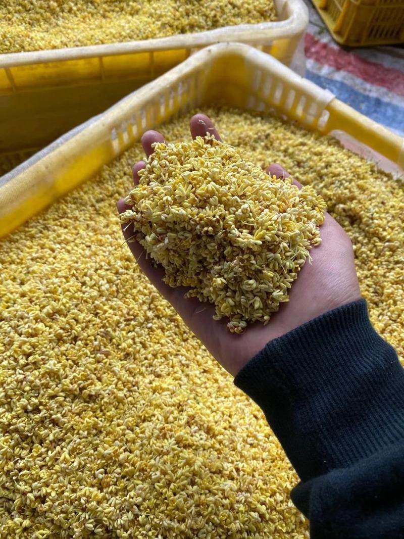 【包邮】精品6A桂花干桂花批发好价厂里直销浓香型桂花批发