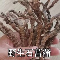 【包邮】野生石菖蒲四川雅安野生石菖蒲药用野生石菖蒲一手货