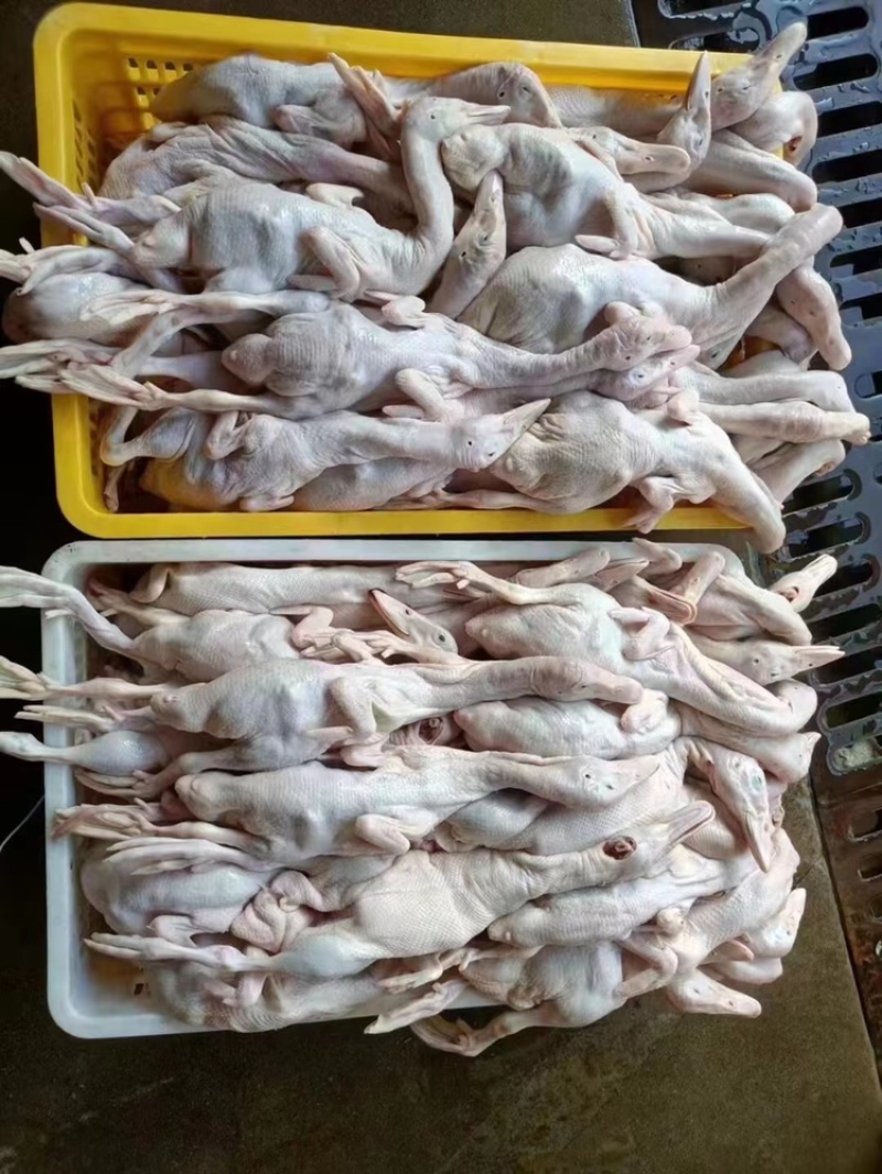 新鲜乳鸭鸭肉，货源充足，价格优惠，全国发货