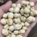 【包邮】鹰嘴豆新疆鹰嘴豆大货批发价零售可批发大货鹰嘴豆