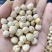 【包邮】鹰嘴豆新疆鹰嘴豆大货批发价零售可批发大货鹰嘴豆