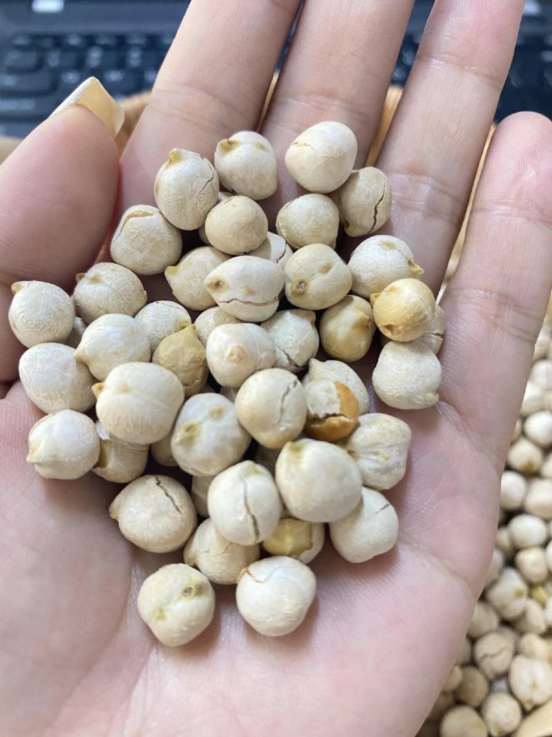 【包邮】鹰嘴豆新疆鹰嘴豆大货批发价零售可批发大货鹰嘴豆