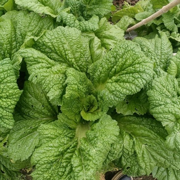 贵州高山介菜