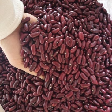 红腰豆云南农家自种红腰豆红芸豆饭豆豆馅打豆浆批发