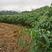 黄肉木薯种植2000亩，广西第一大户，承接大量订单