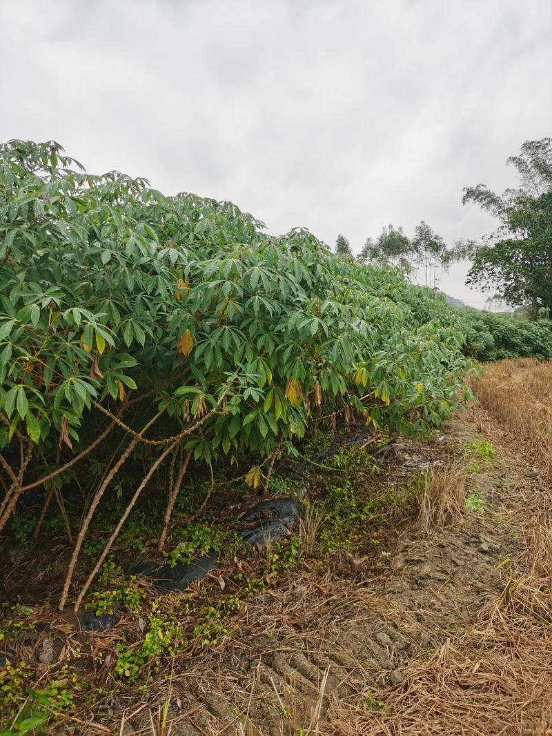 黄肉木薯种植2000亩，广西第一大户，承接大量订单