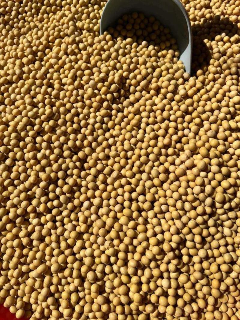 【包邮】东北大粒黄豆颗粒饱满批发商用价格优惠欢迎下单