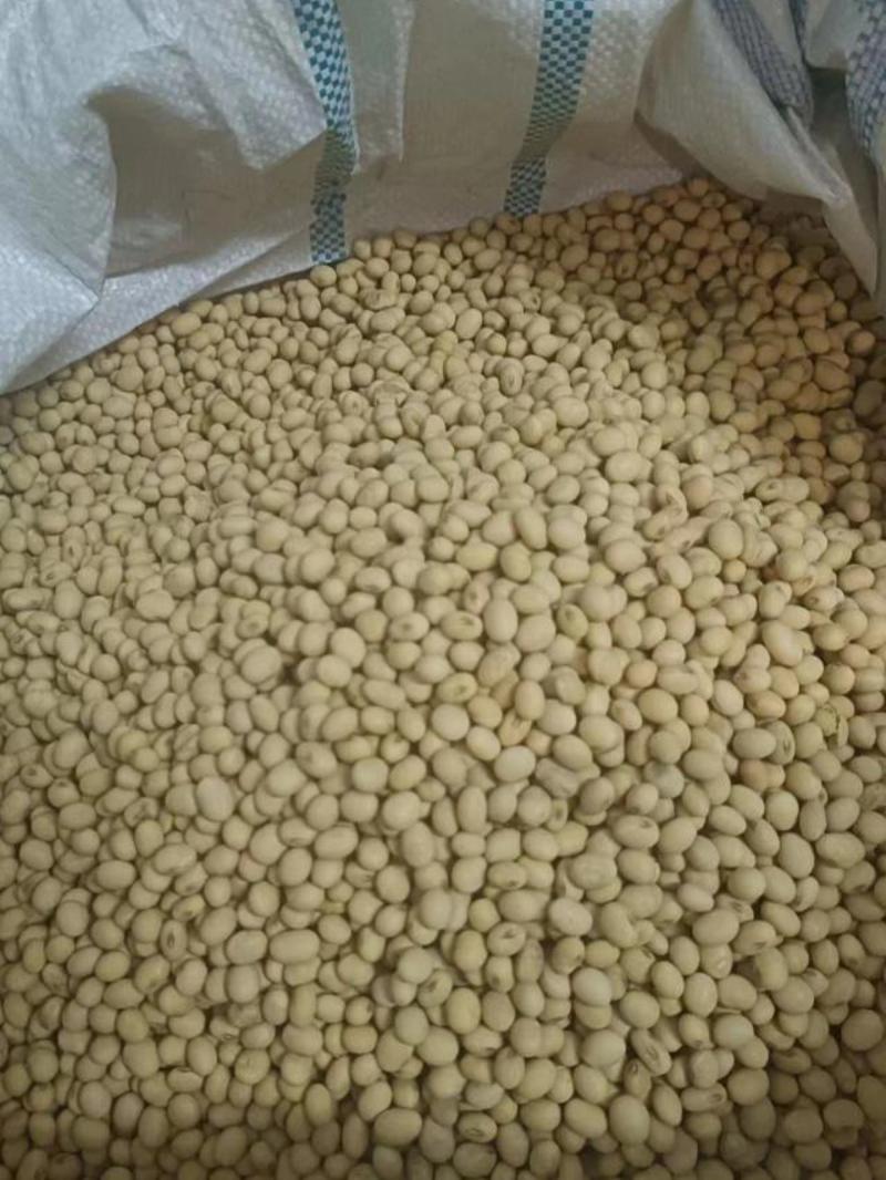 【包邮】东北大粒黄豆颗粒饱满批发商用价格优惠欢迎下单