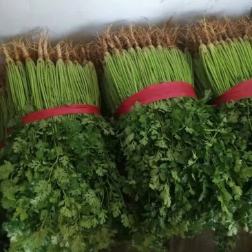 精品香菜