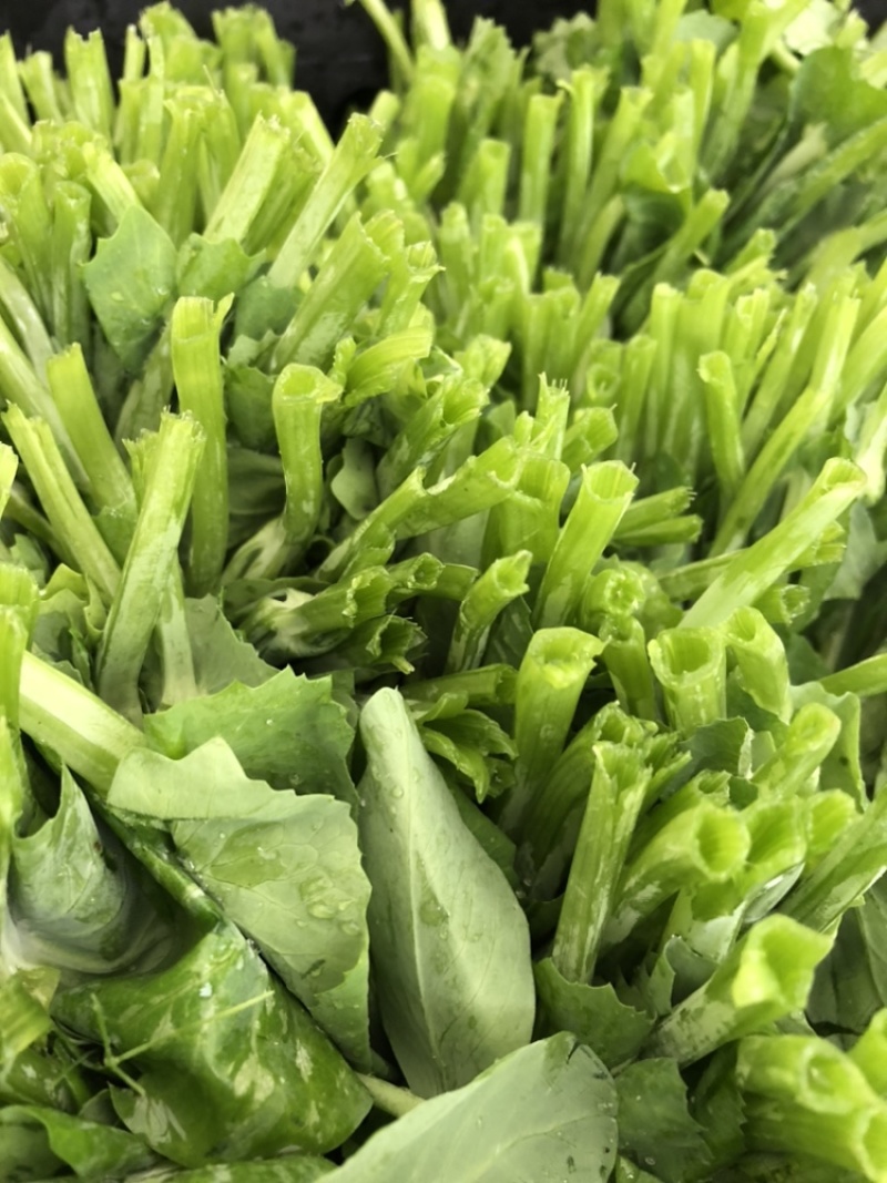精品四川豌豆尖品质保证产地直发可视频看货欢迎咨询！