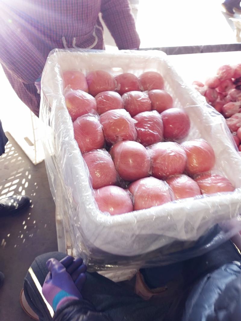 山西运城精品苹果纸加膜红富士苹果产地直发