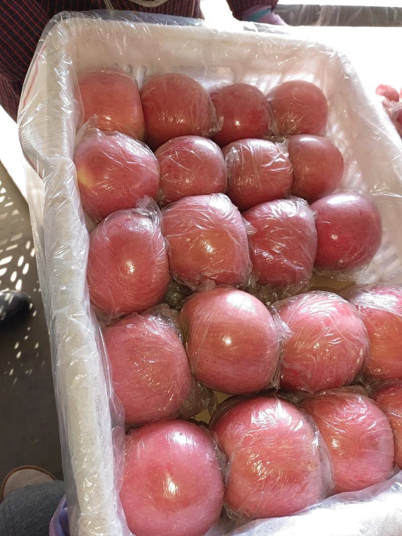 山西运城精品苹果纸加膜红富士苹果产地直发