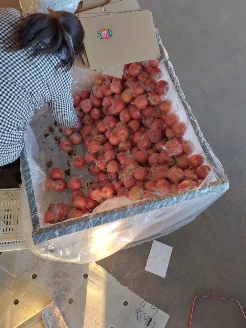 山西运城精品苹果纸加膜红富士苹果产地直发
