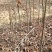 江西黄山栾树一手货源基地直发欢迎来电咨询