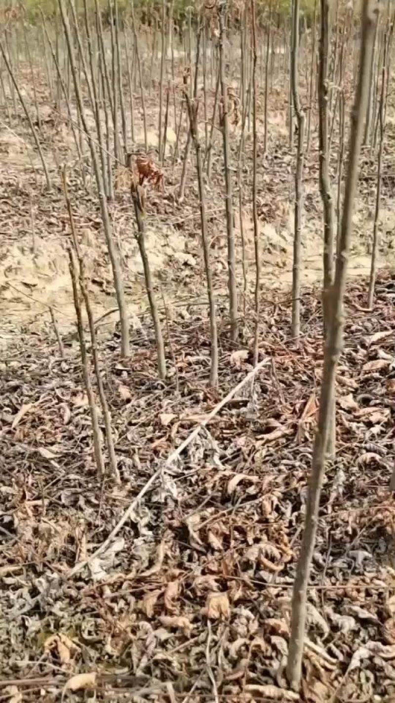 江西黄山栾树一手货源基地直发欢迎来电咨询