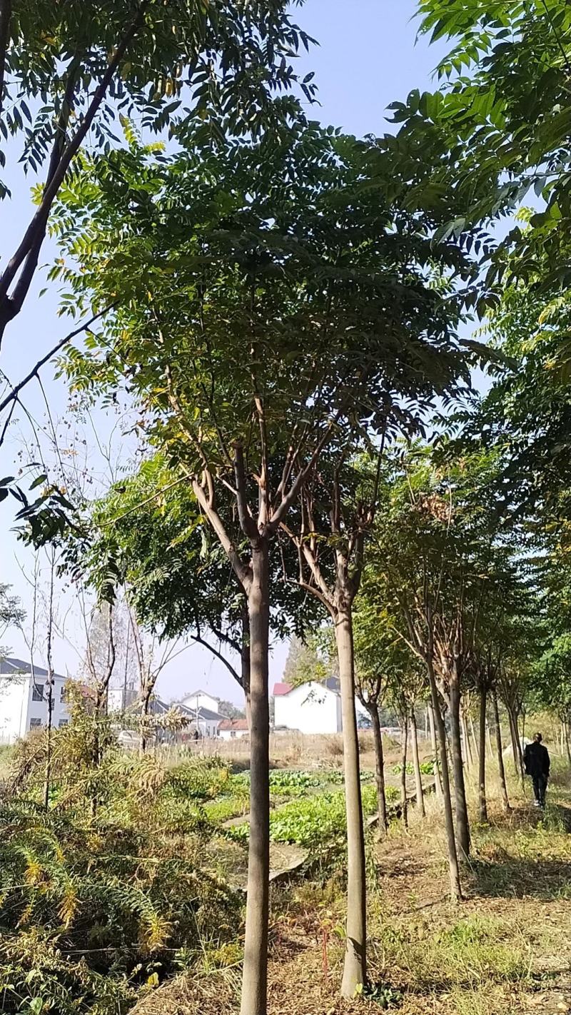 江西黄山栾树一手货源基地直发欢迎来电咨询