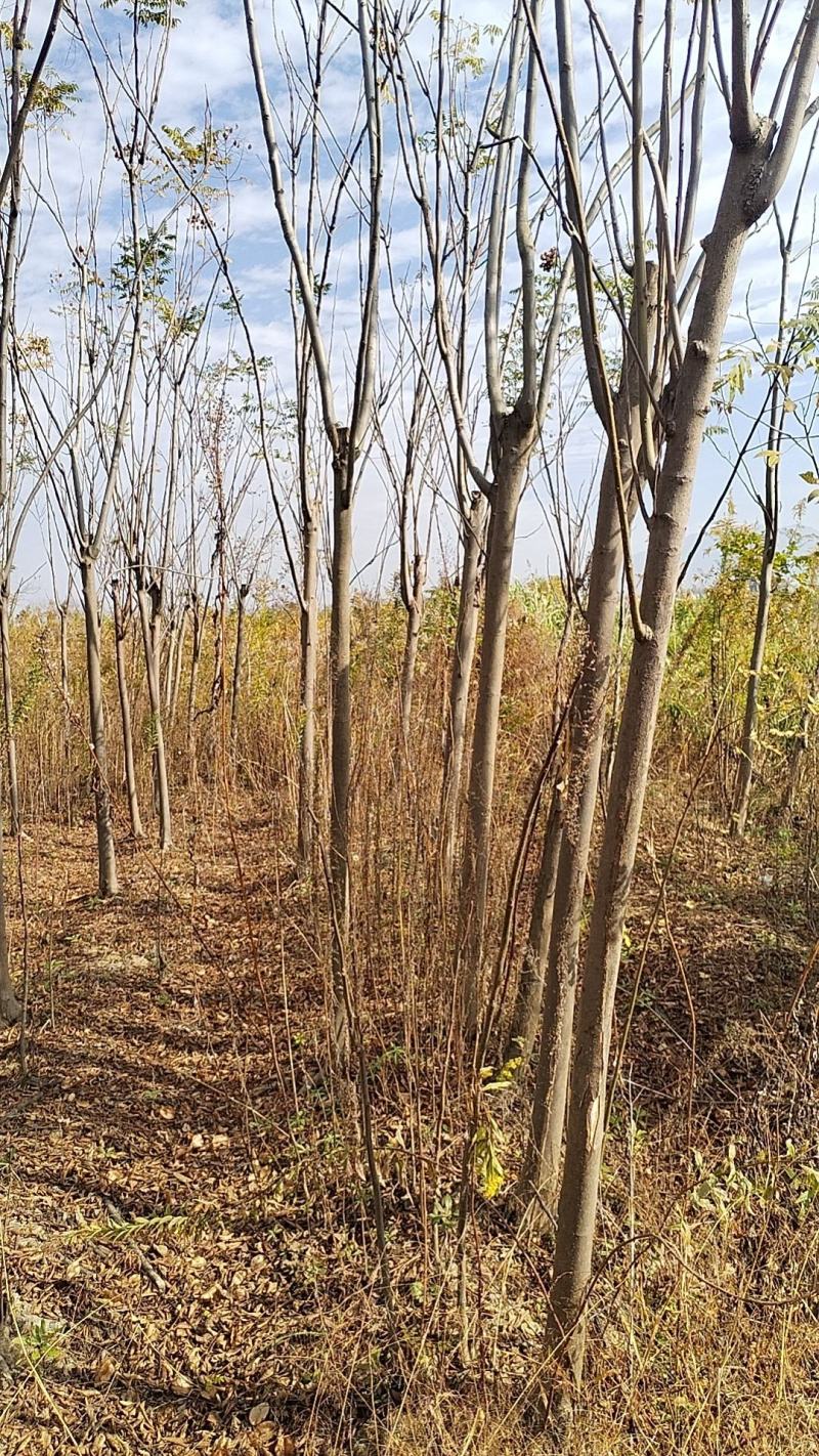 江西黄山栾树一手货源基地直发欢迎来电咨询