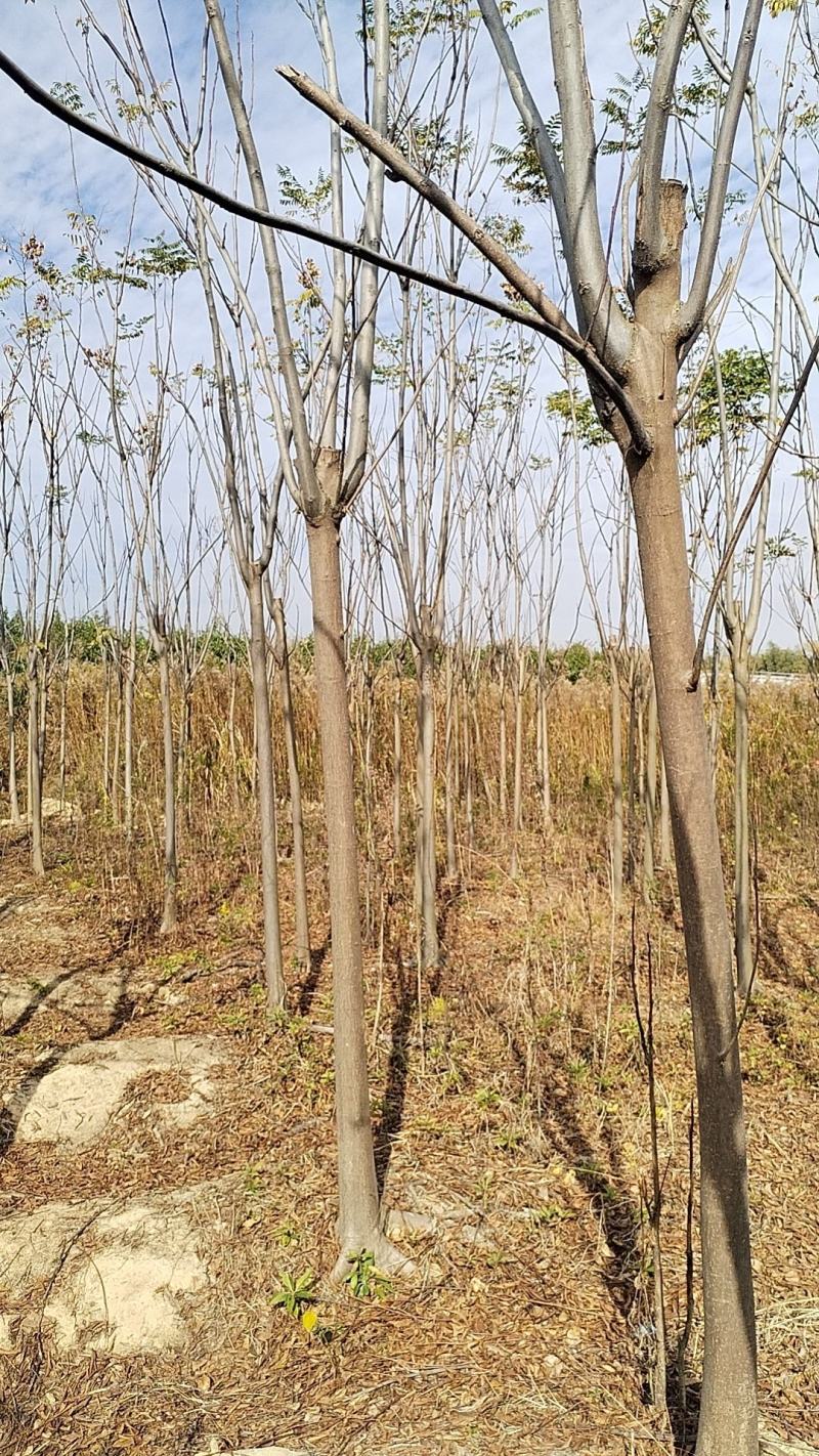 江西黄山栾树一手货源基地直发欢迎来电咨询