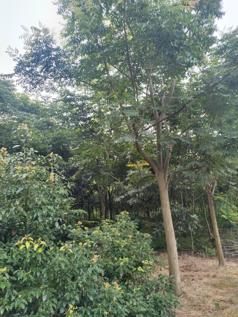 江西黄山栾树一手货源基地直发欢迎来电咨询