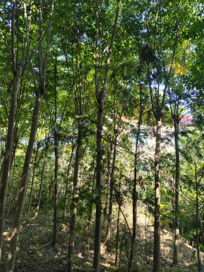 江西黄山栾树一手货源基地直发欢迎来电咨询
