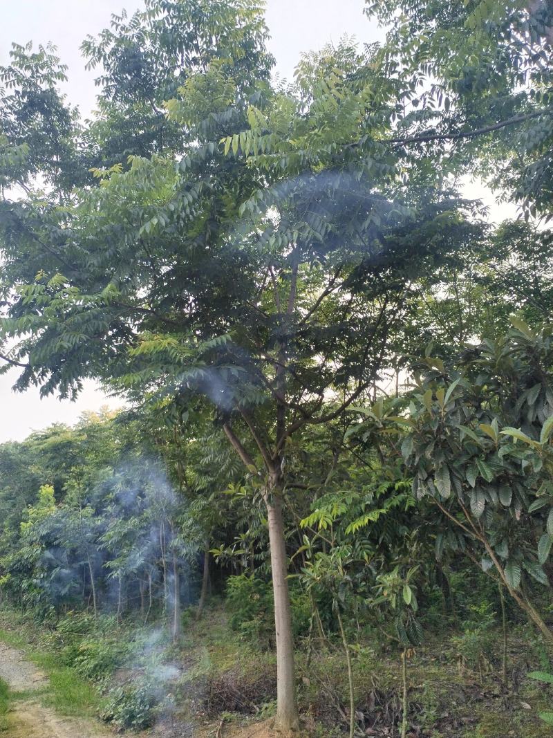 江西黄山栾树一手货源基地直发欢迎来电咨询
