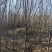 紫叶李3-6公分