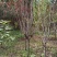 紫叶李3-6公分