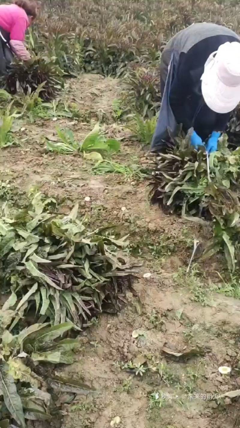 精品莴笋