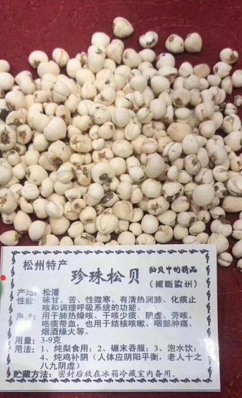 正宗川贝