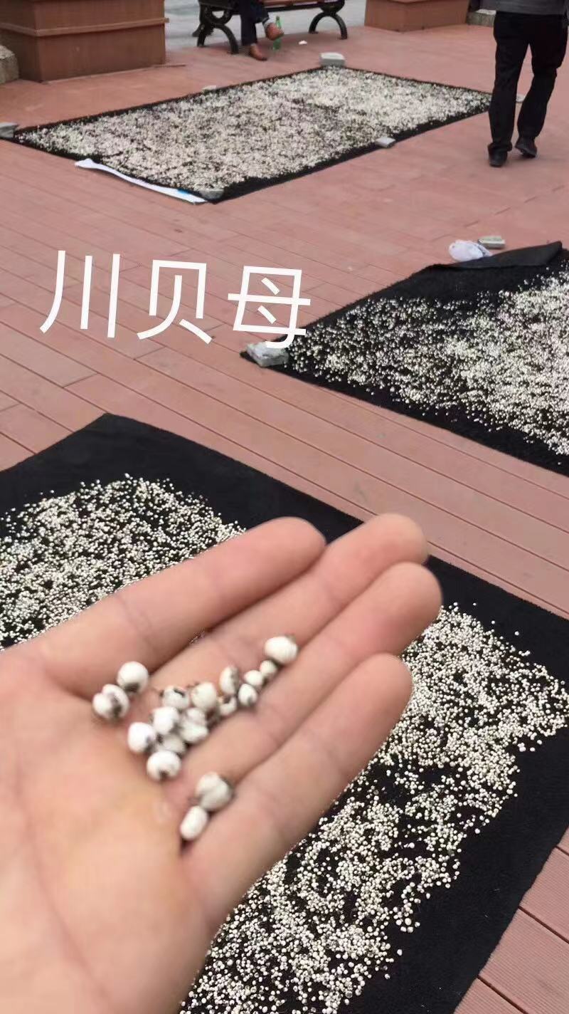 正宗川贝