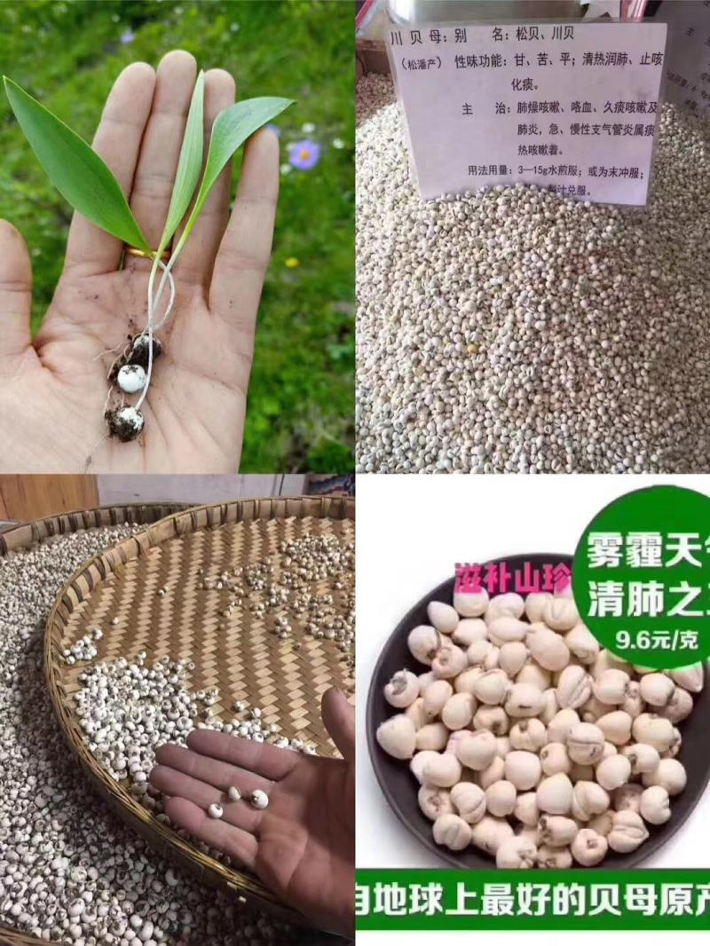 正宗川贝