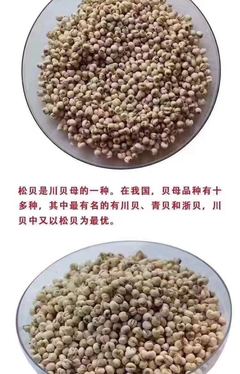 正宗川贝