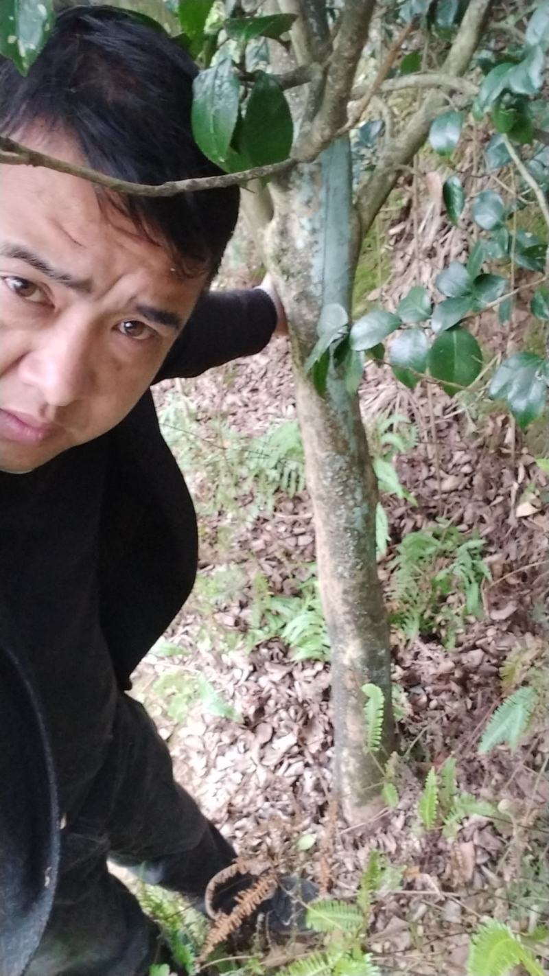 茶花庄头嫁接专用漂亮得很四川省宜宾市高县罗场