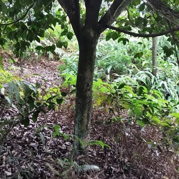 茶花庄头嫁接专用漂亮得很四川省宜宾市高县罗场