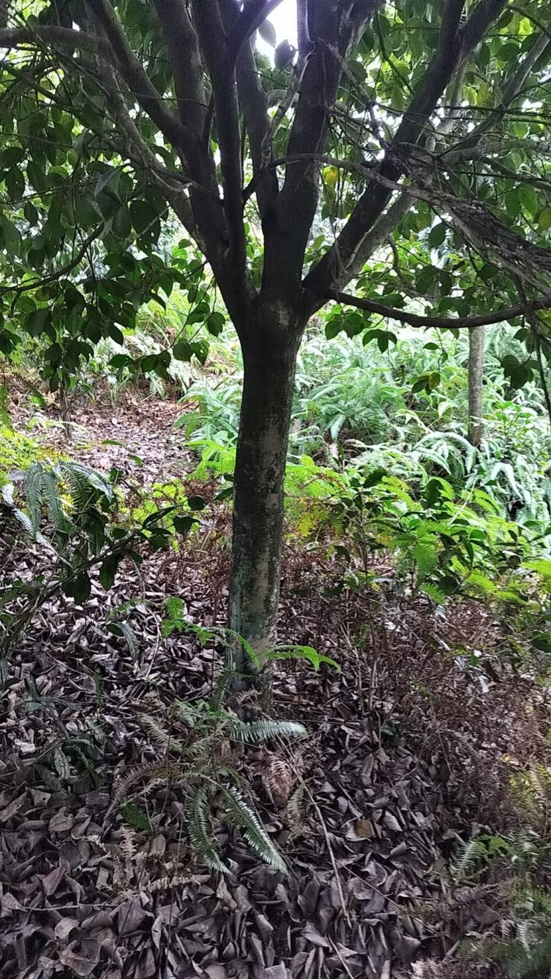 茶花庄头嫁接专用漂亮得很四川省宜宾市高县罗场