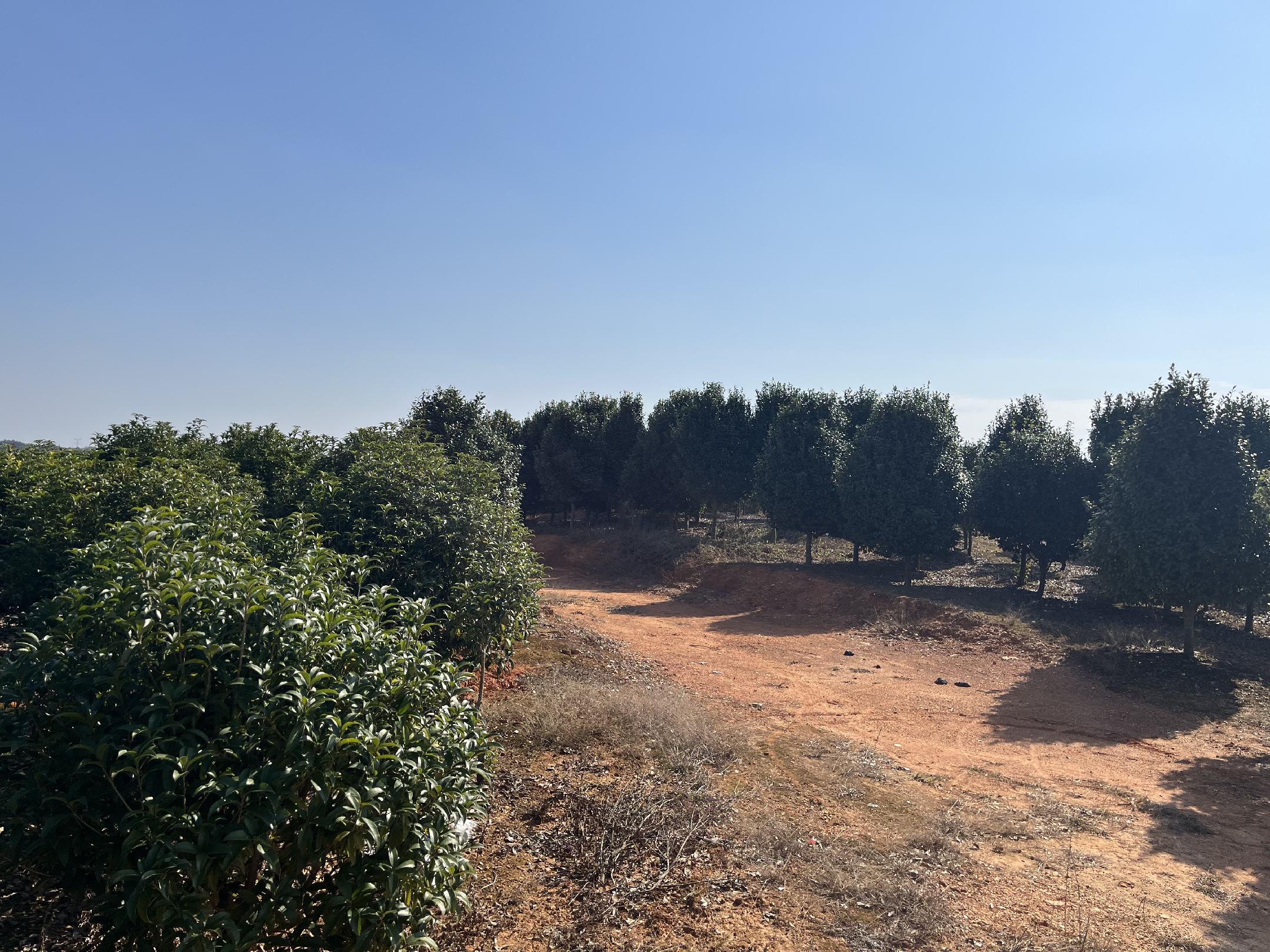 丹桂种植园实景图