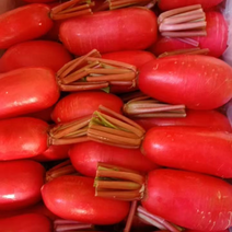 湖北红皮萝卜大量供应保质保量对接全国新鲜采摘量大从优