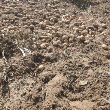 河北土豆张家口土豆晋署十六土豆三两通天无青头硬度好现挖现发